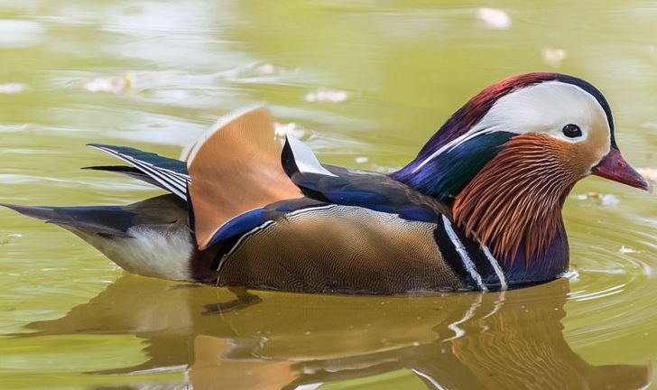 Mandarin duck colours never fade