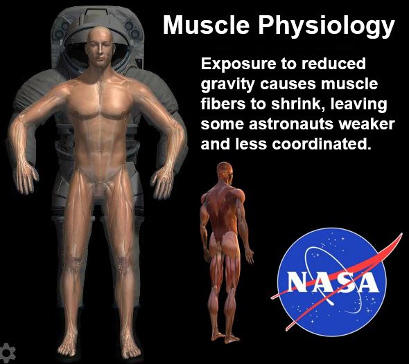 Moss of muscle mass of astronauts