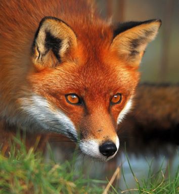 Most brits favour banning fox hunting with dogs