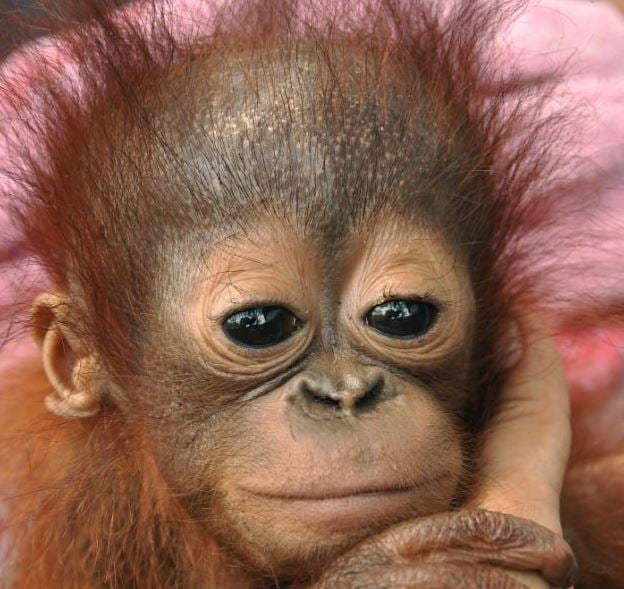 Orangutan baby photo