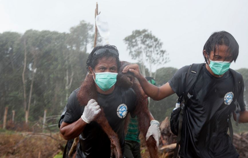 Orangutan being rescued