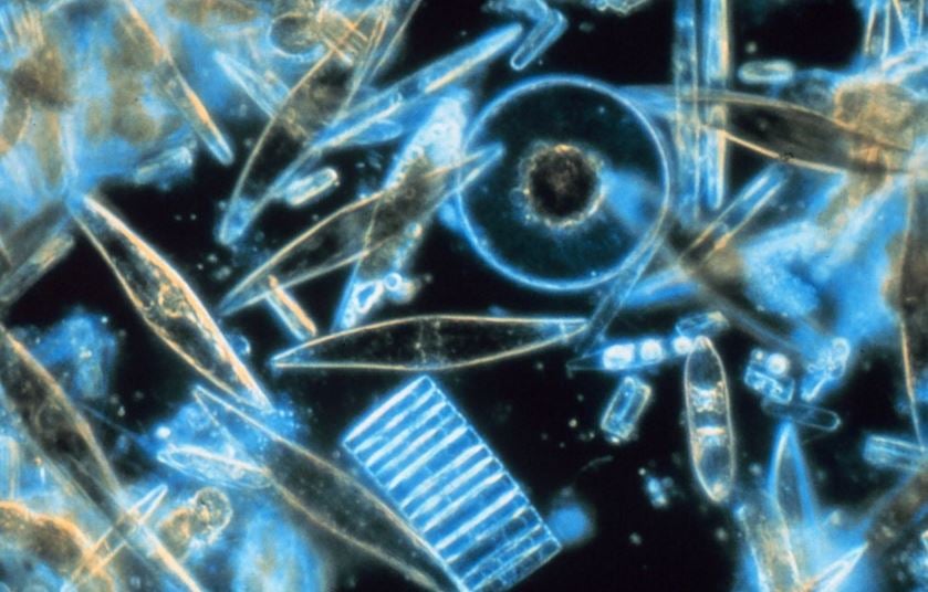 Oxygen levels affected by phytoplankton photosynthesis activity