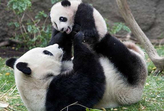 Panda and cub