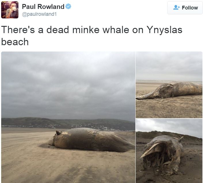 Paul Rowland took a pic of a dead whale washed up on beach in Wales