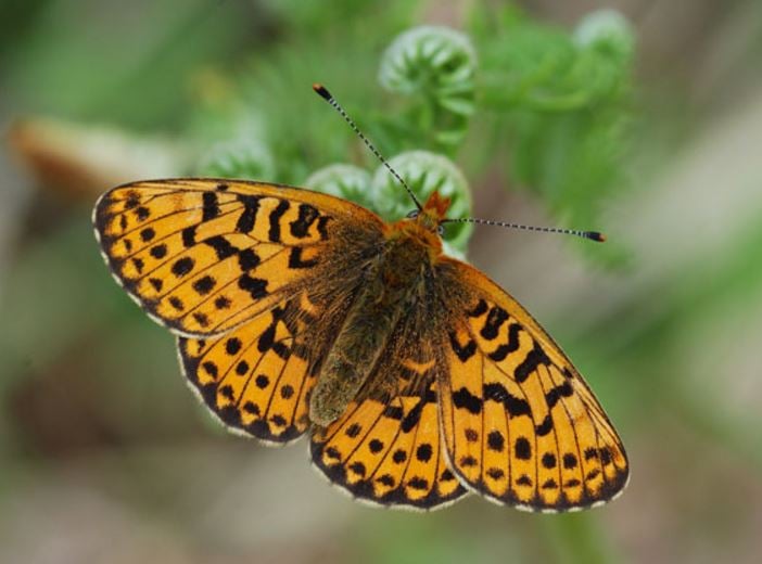 Pearl bordered Fritillary