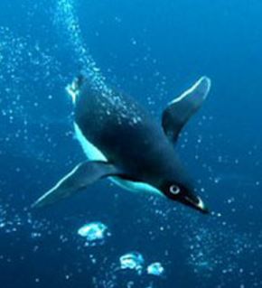 Penguins under water with camera attached