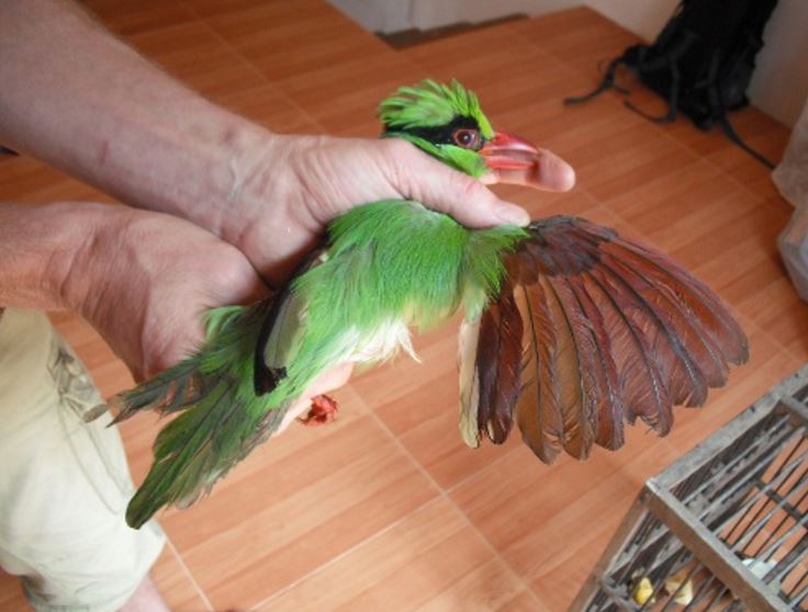 Rarest magpie being examined by Brian Owen