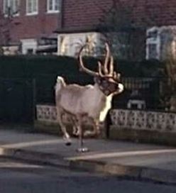 Reindeer bolts from carpark at Tescos after being startled by car horn