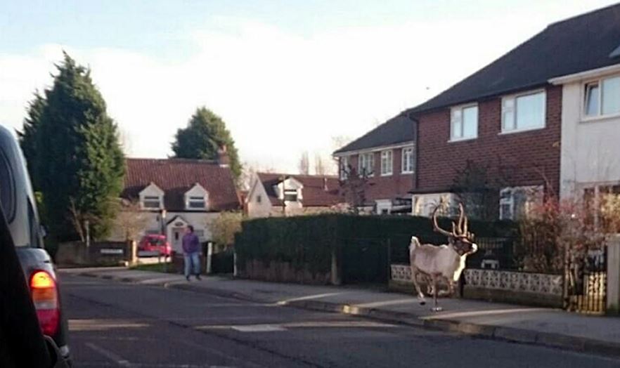 Reindeer runs off from Tesco supermarket car park