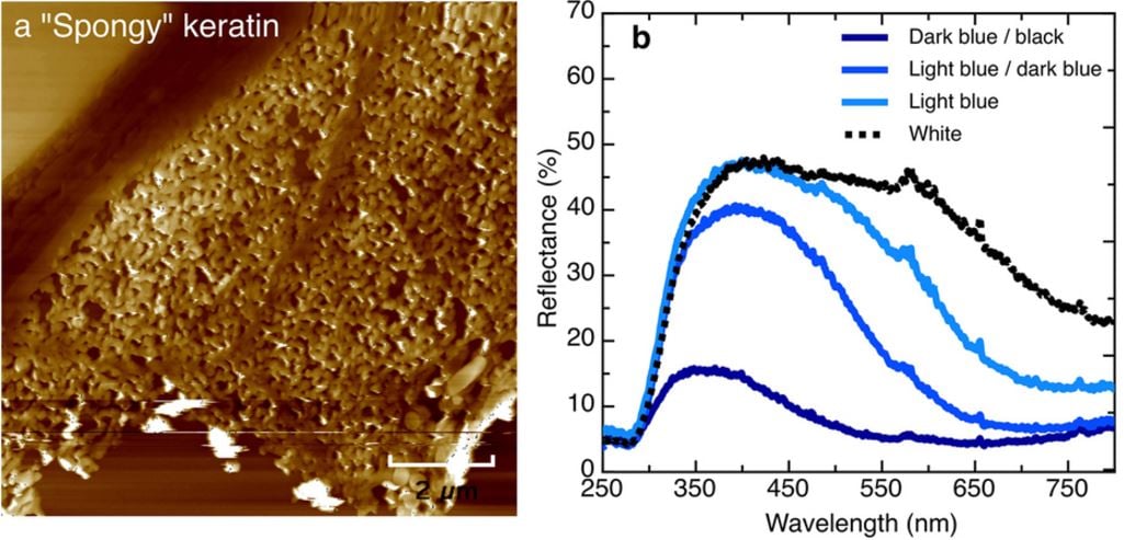 Spongy kerating material in the feather of a bird