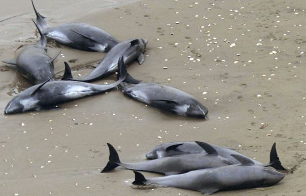 Stranded dolphins