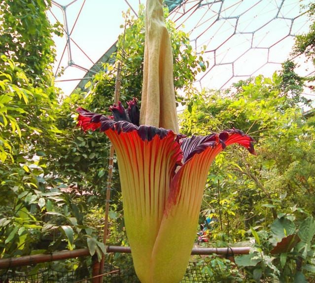 Titan arum flower in bloom