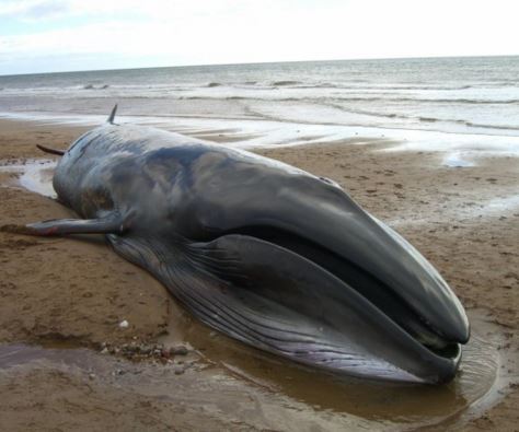 massive sei whale stranding