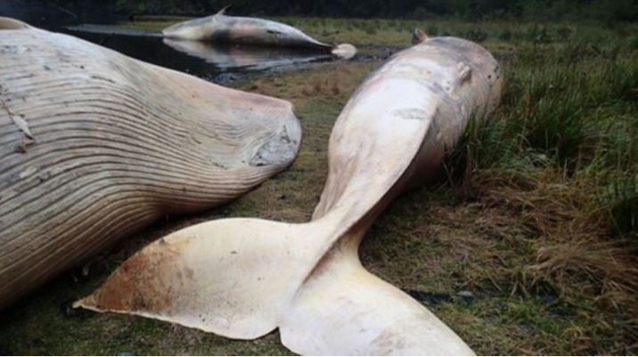 massive whale stranding