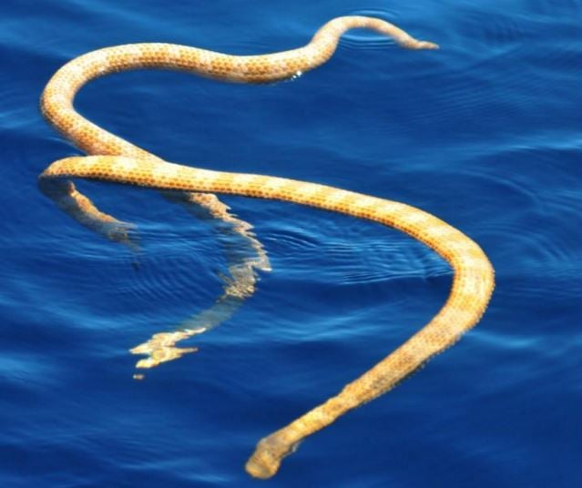 Presumed extinct sea snakes discovered