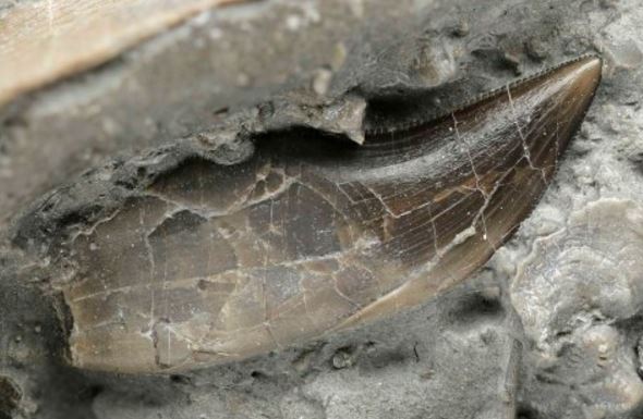 A dracoraptor tooth with serrated edges