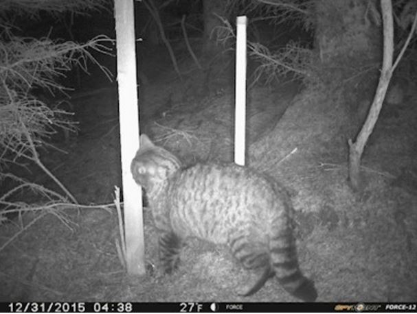 A wildcat filmed by the motion sensitive camera