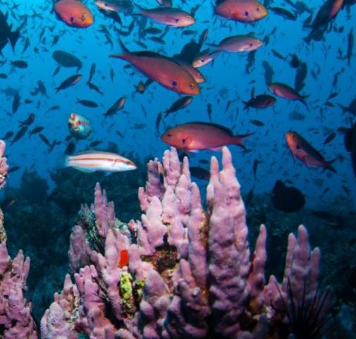 Ascension Island has a huge marine reserve nearly size of UK