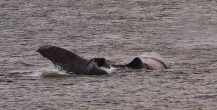 Beached sperm whale died on Friday night