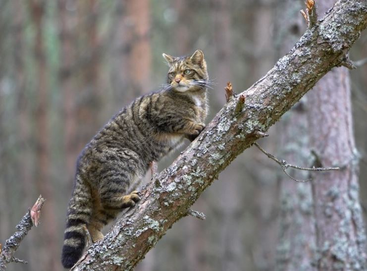 Beautiful scottish wildcat