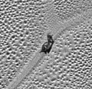 Bizarre snail on surface of Pluto