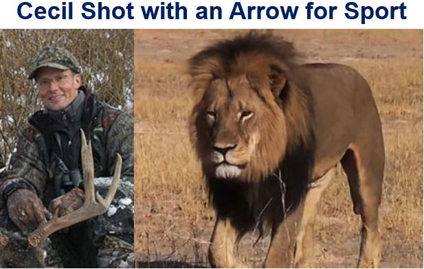 Cecil shot with an arrow for sport