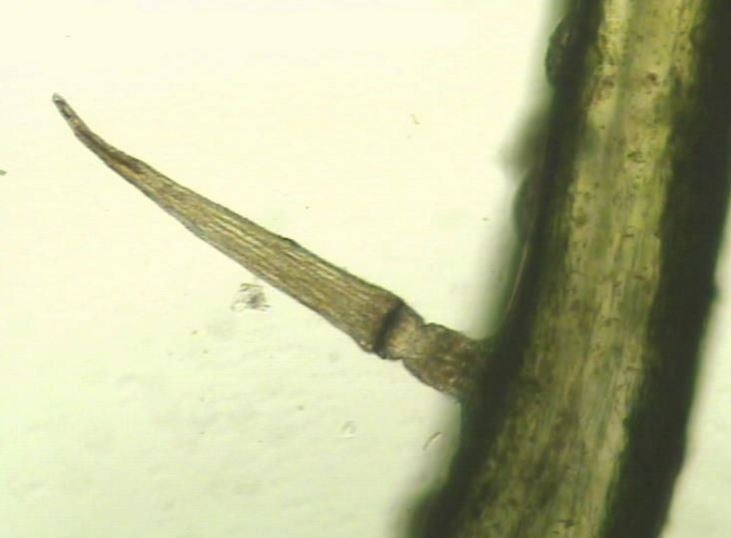 Close up of Venus Flytrap trigger hair