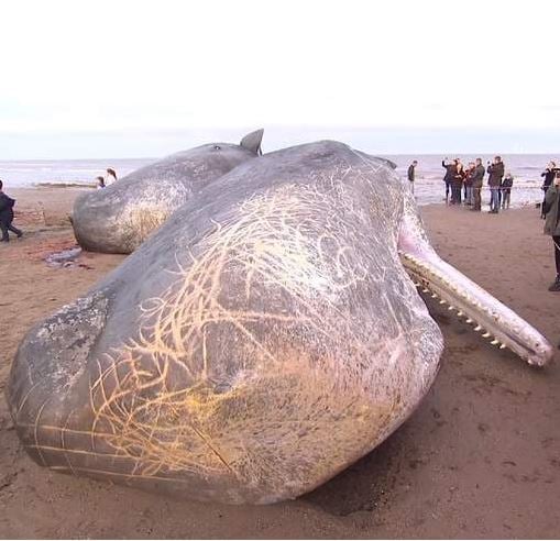 Dead whales found on beach along England east coast