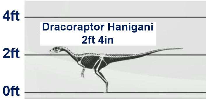 Dracoraptor Hanigani was quite short