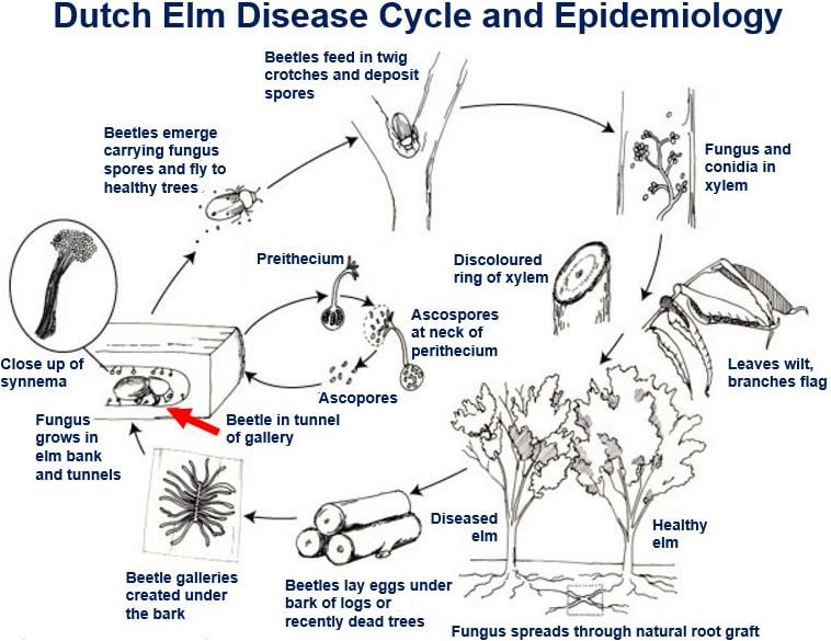 Dutch Elm Disease Cycle