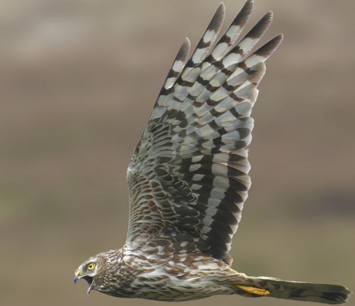Female Hen harrier over grouse moorland