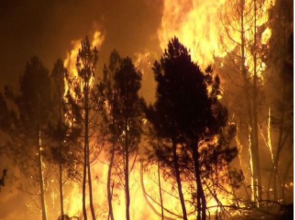 Forest fires increase with hottest summers