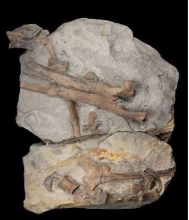 Fossilised bones of the Dragon Thief Dracoraptor found in Wales