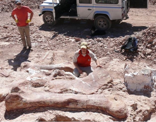 Giant fossil