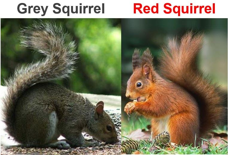 Grey Squirrel and Red Squirrel