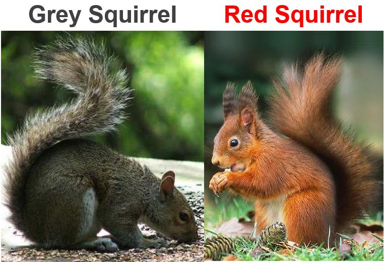 Grey Squirrel and Red Squirrel