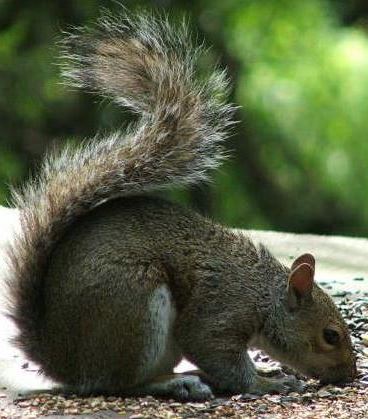 Grey Squirrel succes due to us