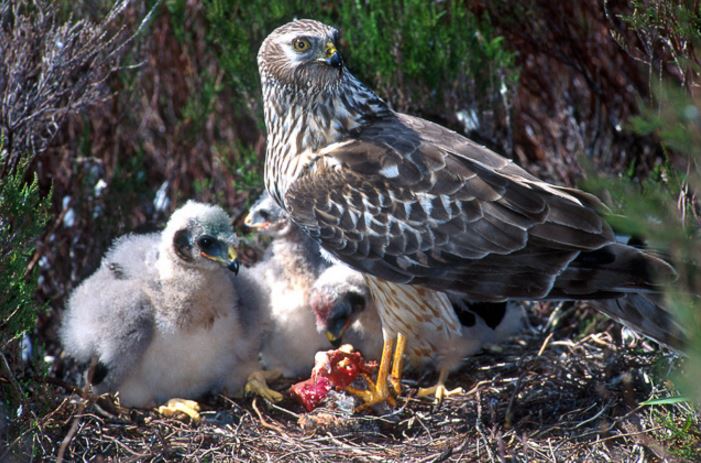 Hen Harrier Nest