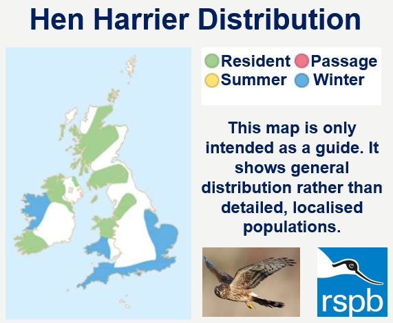 Hen harrier distribution UK