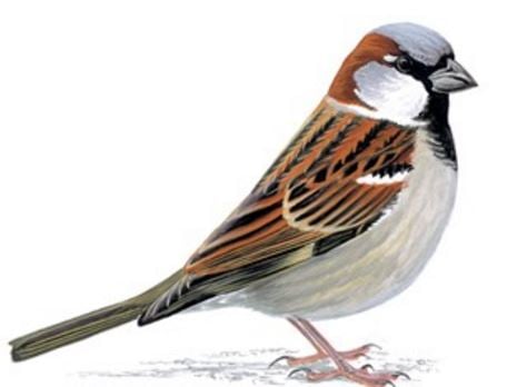 House Sparrow most common bird