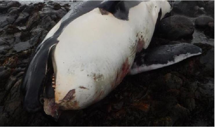 Killer whale dead and stranded on beach