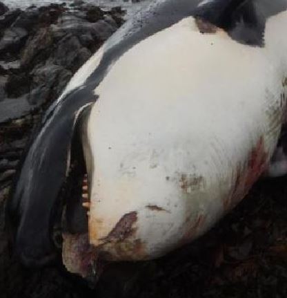 Killer whale found dead was Lulu