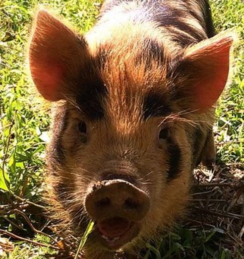 Kunekune pigs block A21 after escaping from field