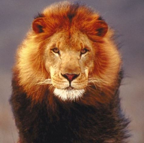 Lion hunt raffle outcry across the world