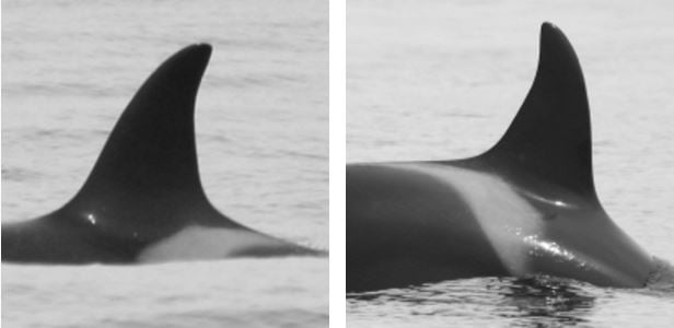 Lulu the orca when she was alive