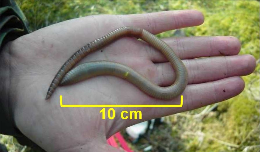 Mega earthworm found in Isle of Rum
