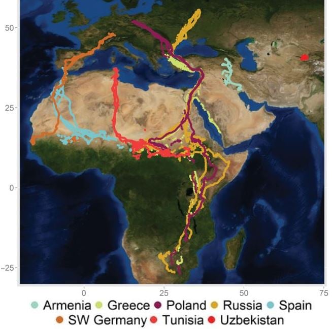 Migration routes of young white storks in latest study