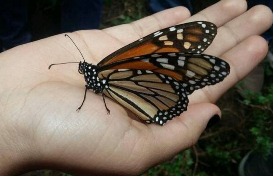 Monarch butterfly on a persons hand