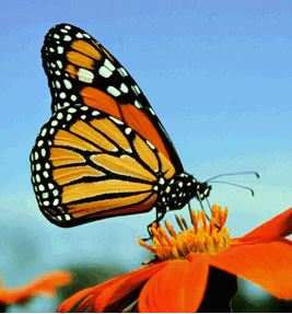 Monarch butterly is this years first Google Doodle for 2016