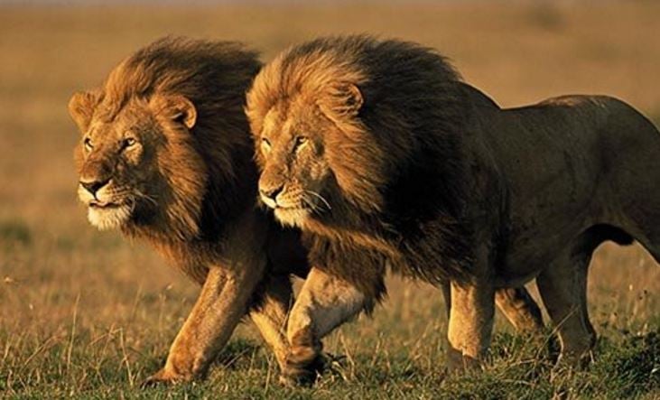 Outcry against lion hunt raffle